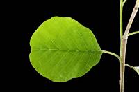 Aulne - rameau avec feuille (Alnus glutinosa)